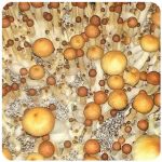 Псилоцибиновые (галлюциногенные)  грибы Psilocybin "Golden Teacher" в Хвалынске