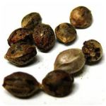 Семена марихуаны АК-47  (Seeds AK-47) в Хвалынске